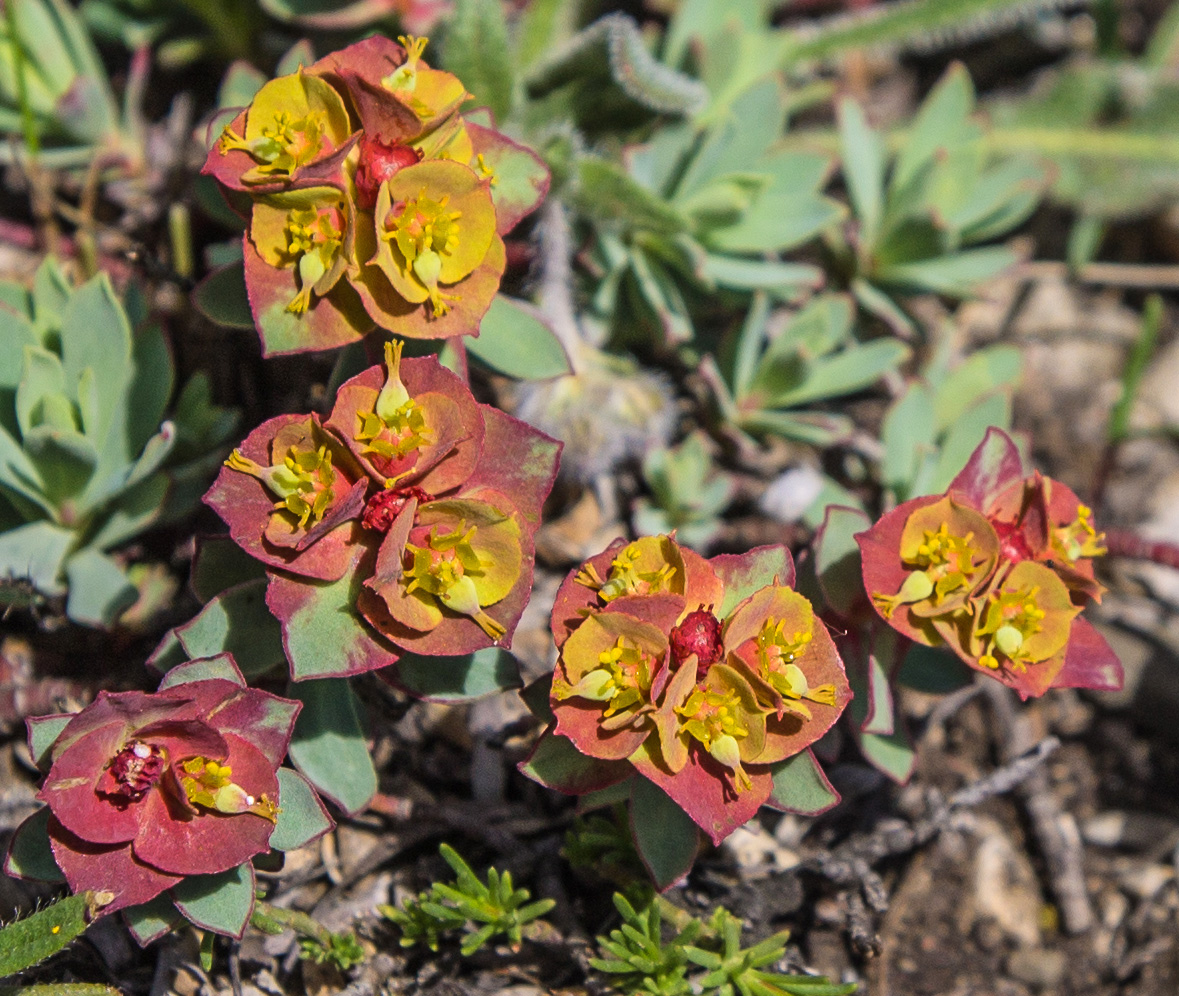 Image of Euphorbia petrophila specimen.