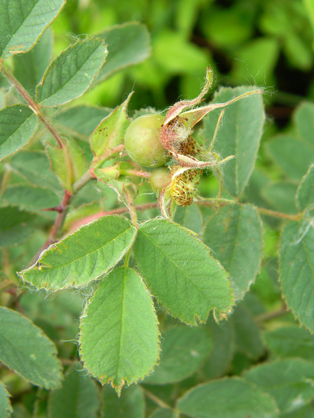 Image of Rosa cinnamomea specimen.