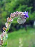 Anchusa officinalis