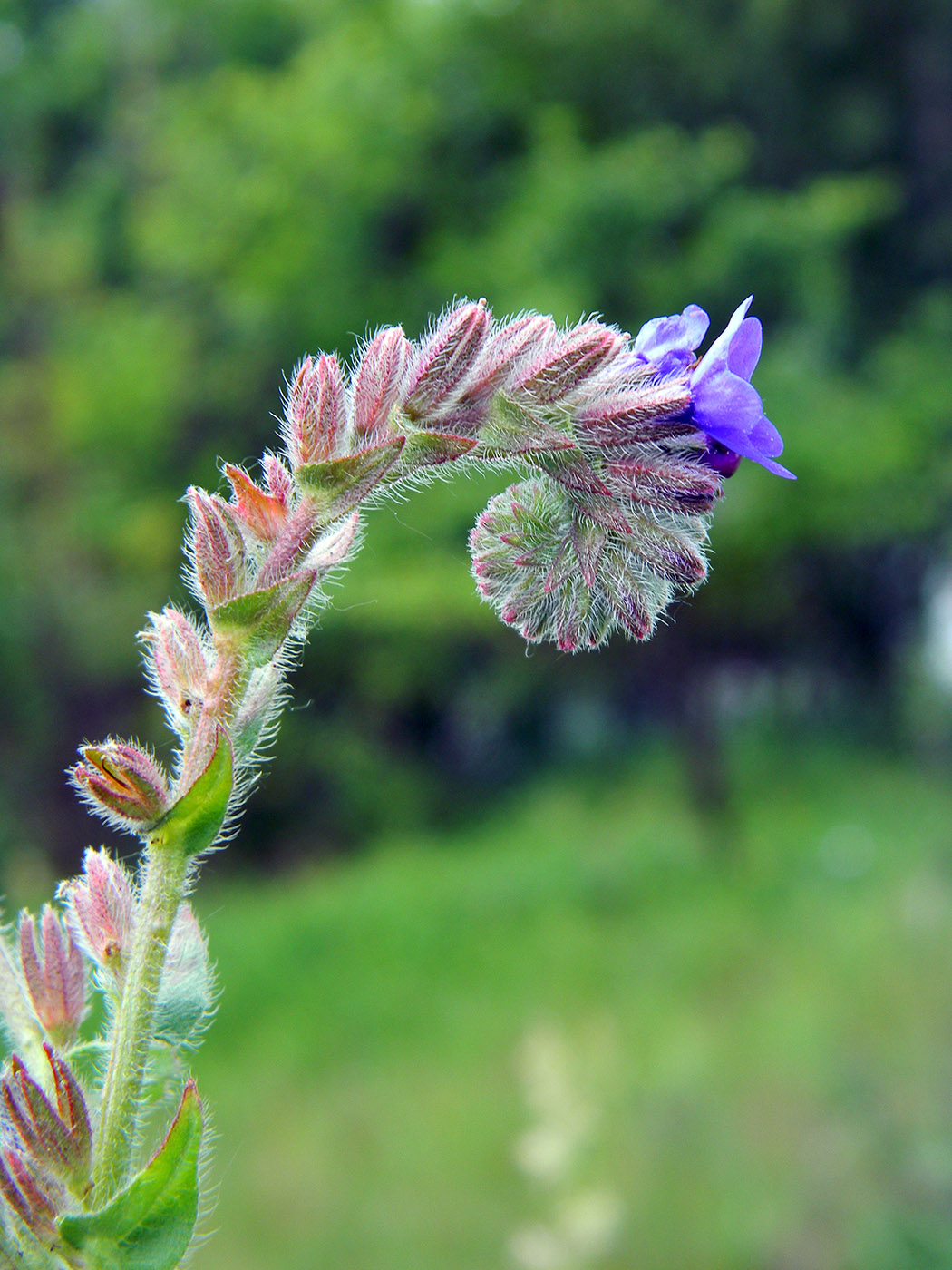 Image of Anchusa officinalis specimen.