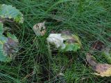 Hypopitys monotropa