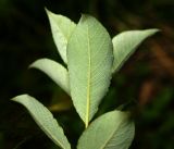Salix caprea. Листья на верхушке побега (видна нижняя поверхность). Московская обл., Раменский р-н, окр. ж.-д. платформы Хрипань, просека под ЛЭП. 08.06.2016.