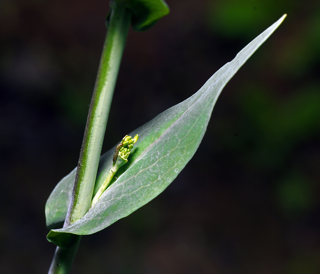 Image of Turritis glabra specimen.
