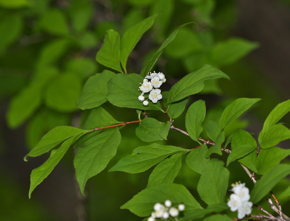 Image of Deutzia parviflora specimen.