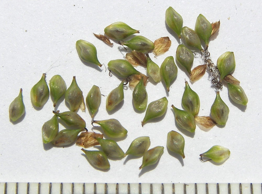 Изображение особи Carex diluta.
