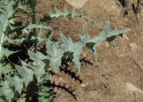 Cirsium cephalotes