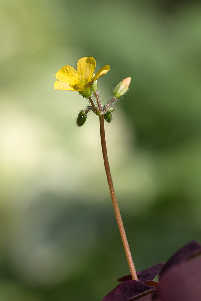 Изображение особи Oxalis stricta.