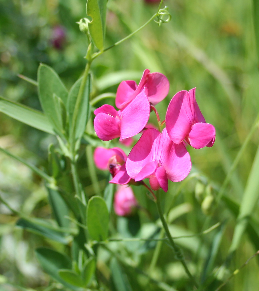 Image of Lathyrus tuberosus specimen.