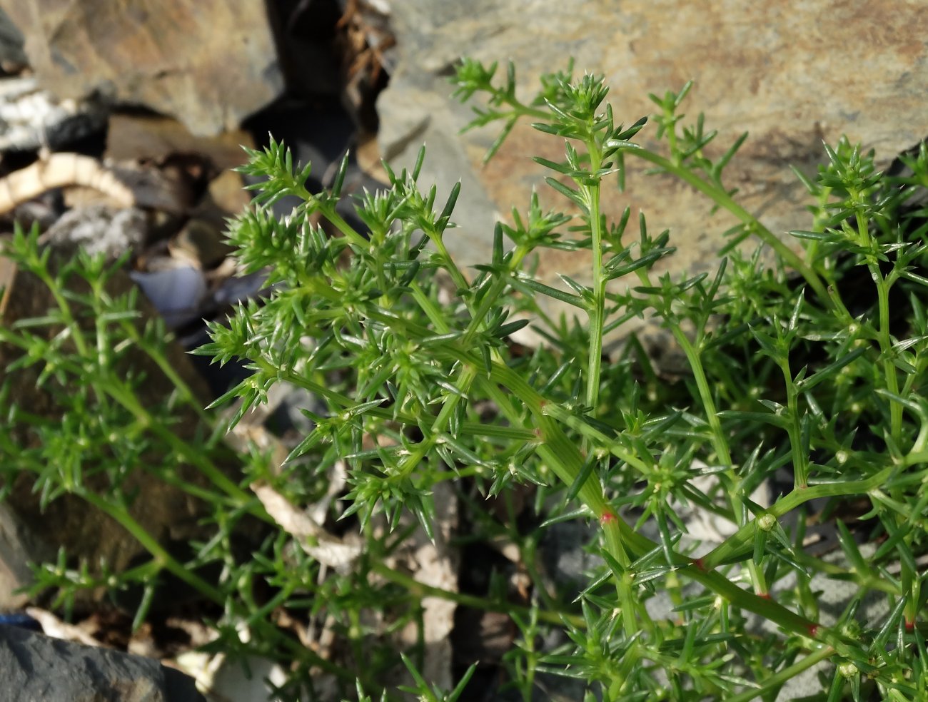 Image of Salsola komarovii specimen.