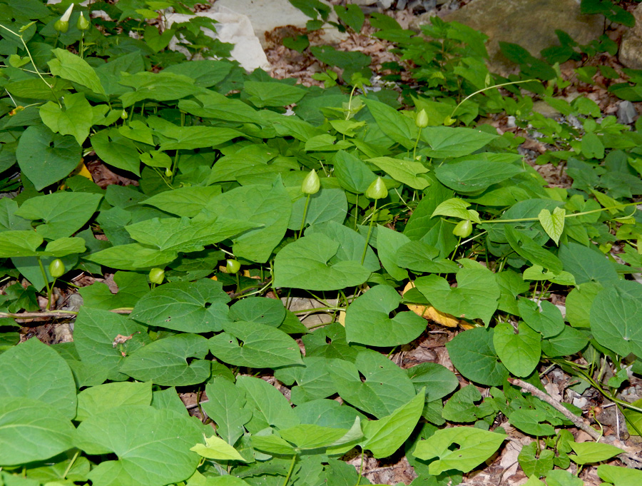 Image of Calystegia silvatica specimen.