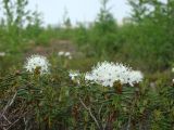 Ledum palustre. Верхушки цветущих побегов. Ямало-Ненецкий АО, г. Надым, северо-западная окраина, заболоченное берёзово-лиственничное редколесье. 14 июня 2012 г.