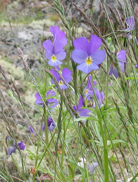Image of Viola maritima specimen.