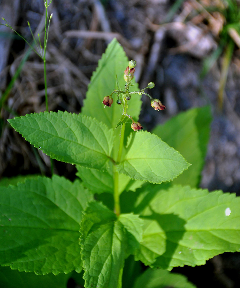 Изображение особи Scrophularia nodosa.