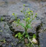 Ranunculus sceleratus. Цветущее и плодоносящее растение. Пермский край, Нытвинский р-н, с. Григорьевское, набережная пруда. 10.09.2016.