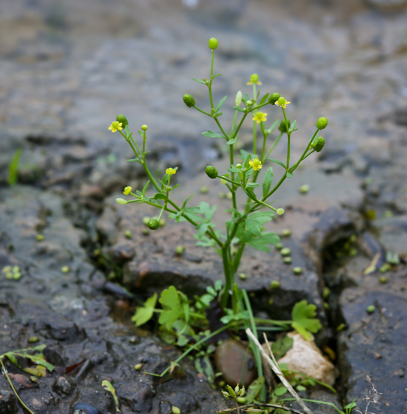 Изображение особи Ranunculus sceleratus.