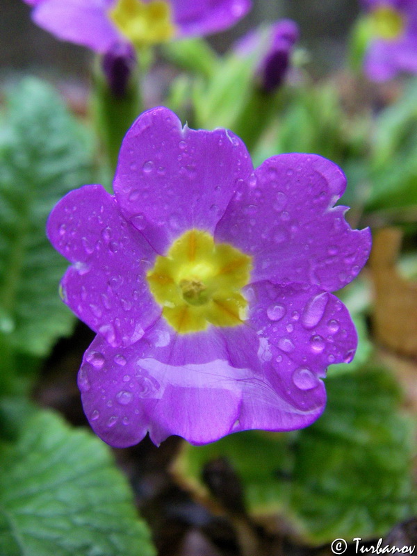 Image of Primula vulgaris specimen.