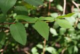 Forsythia suspensa