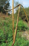 Echinochloa crus-galli