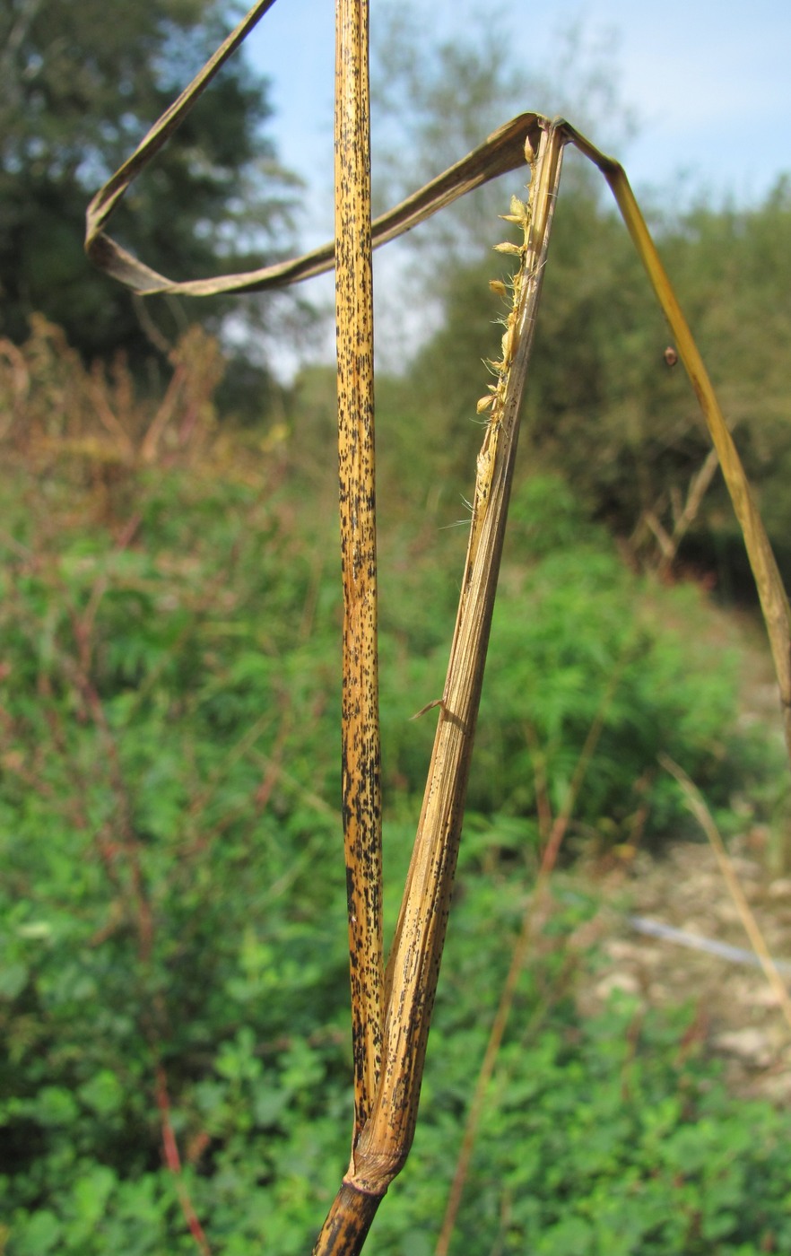 Image of Echinochloa crus-galli specimen.