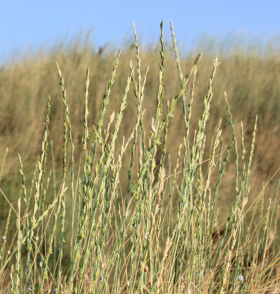 Изображение особи Elytrigia obtusiflora.