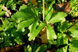 Anemone sylvestris