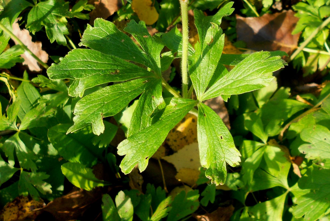 Image of Anemone sylvestris specimen.