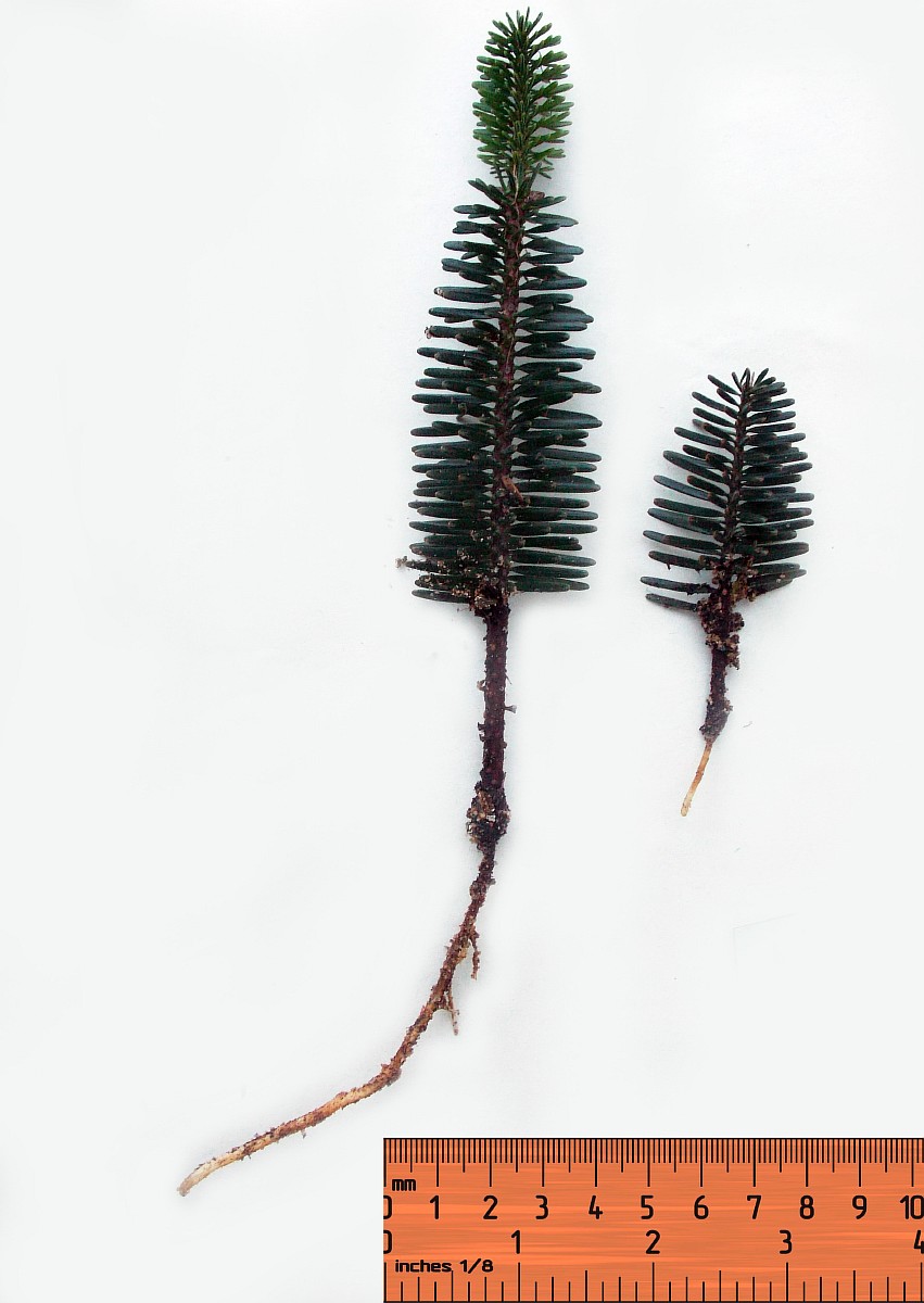 Image of Abies pinsapo specimen.
