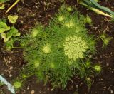 Daucus sativus