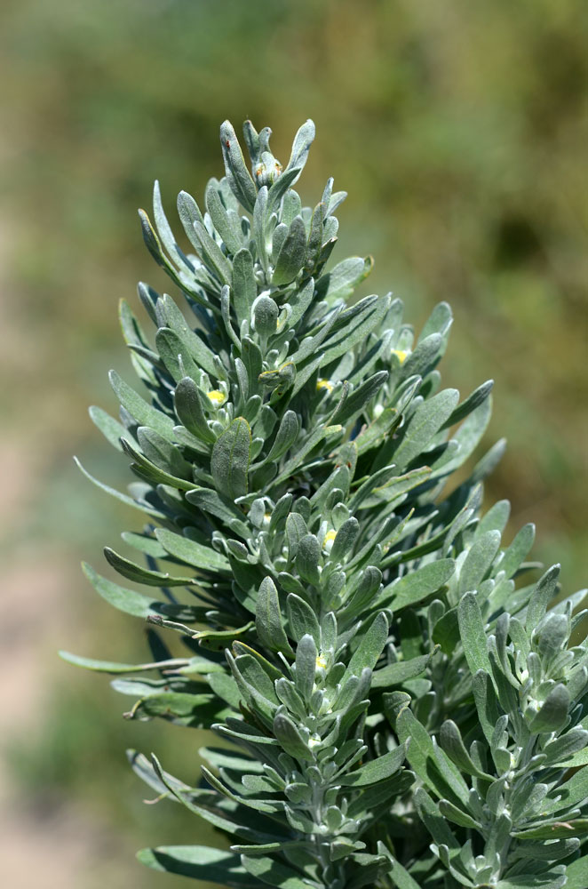 Image of Artemisia absinthium specimen.