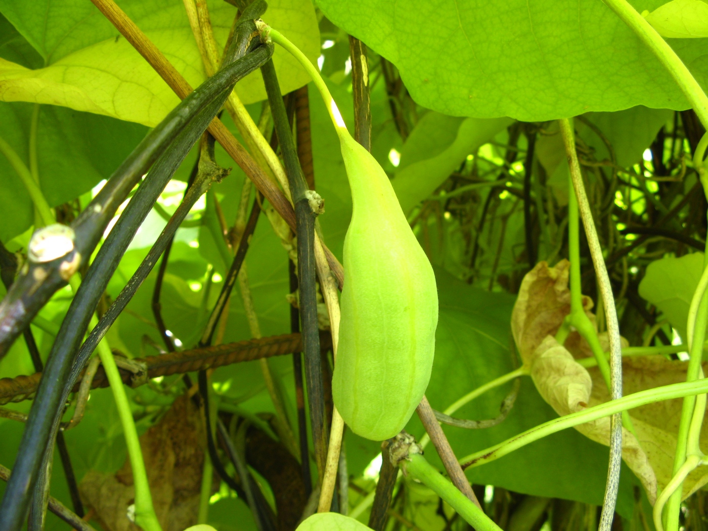 Изображение особи Aristolochia manshuriensis.