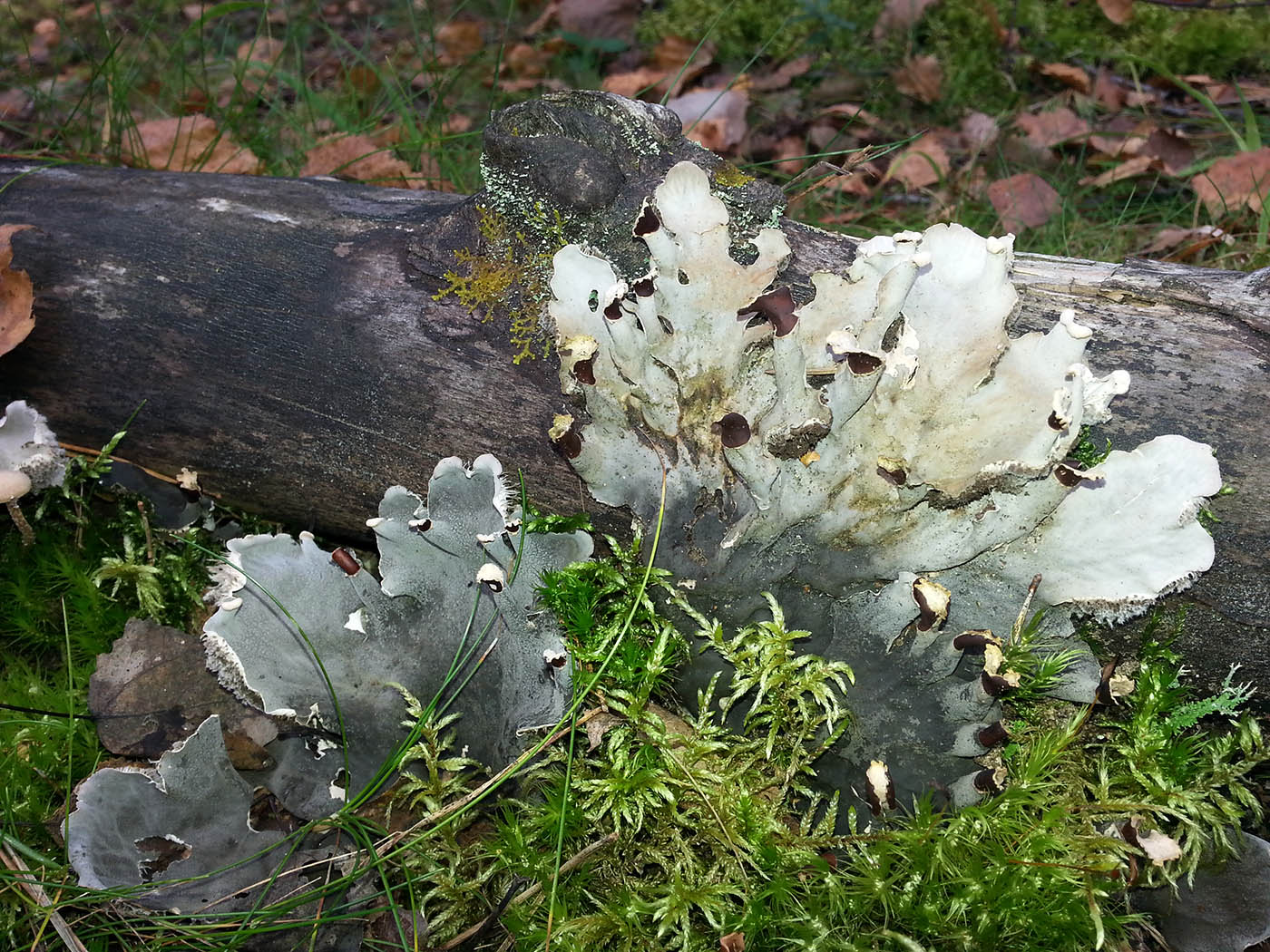 Image of genus Peltigera specimen.