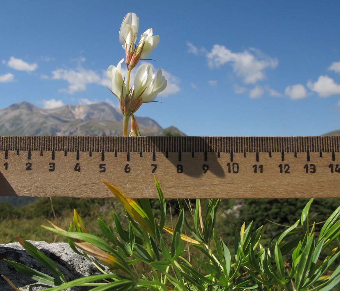 Image of Trifolium polyphyllum specimen.