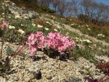 Dicentra peregrina