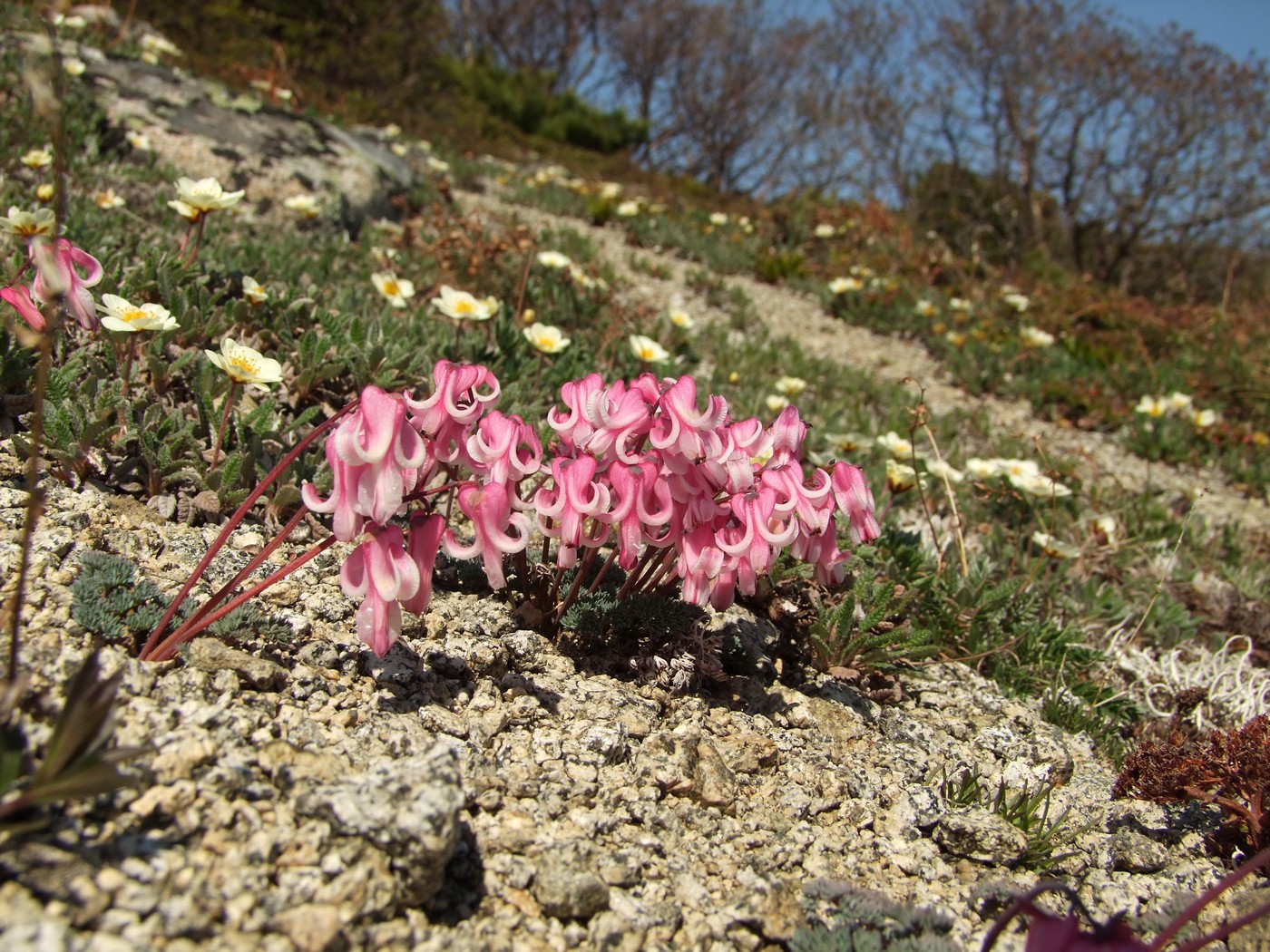 Image of Dicentra peregrina specimen.