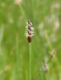 Eleocharis palustris. Соцветие с женскими цветками. Украина, г. Запорожье, пос. Солнечный, балка, лужа. 11.05.2015.