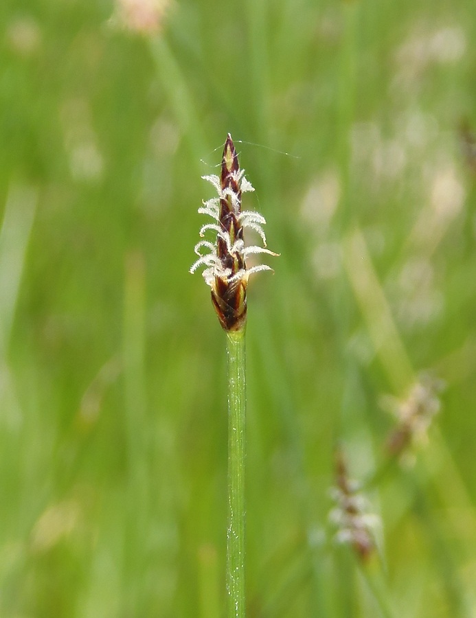 Изображение особи Eleocharis palustris.