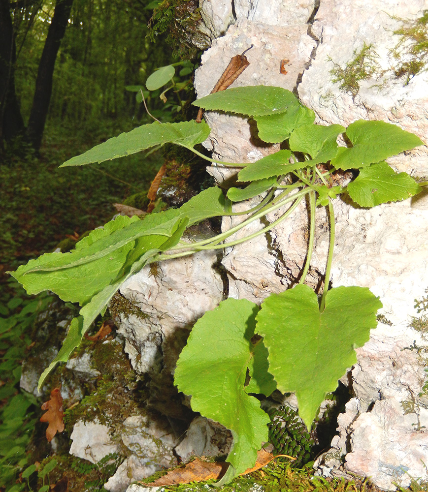 Image of Campanula pendula specimen.