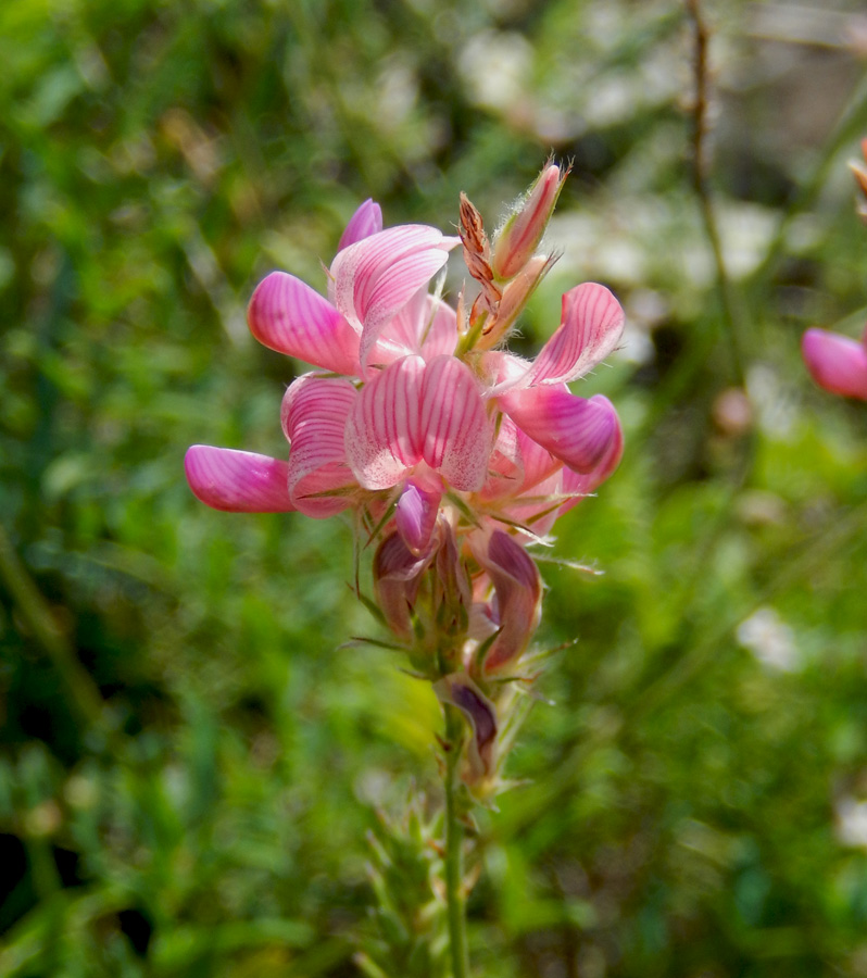 Image of Onobrychis miniata specimen.