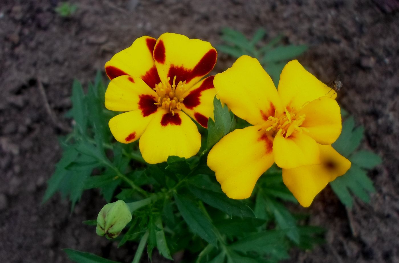 Image of Tagetes patula specimen.