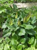 Arum cylindraceum