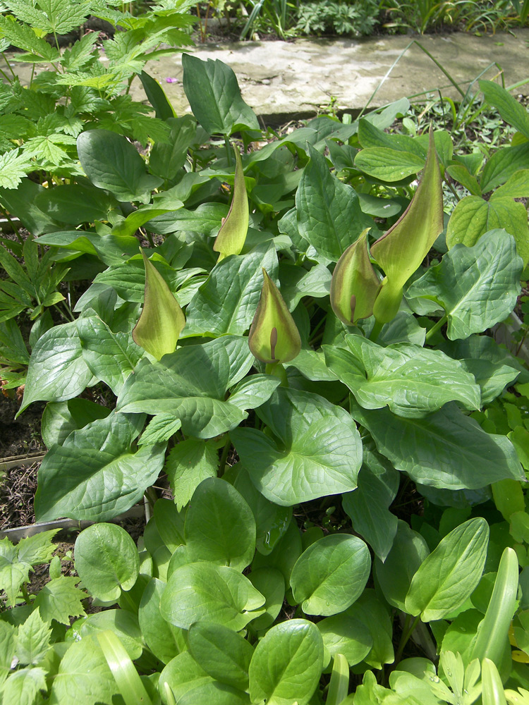 Изображение особи Arum cylindraceum.