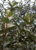 Elaeagnus commutata