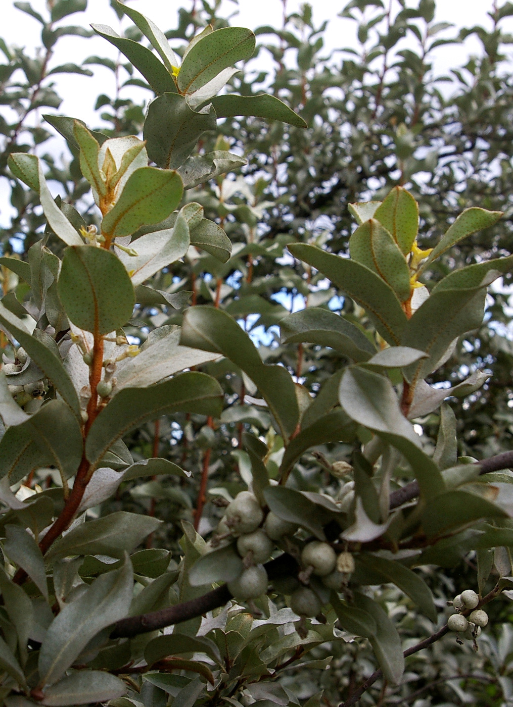 Серебряные кусты дикой маслины окруженные. Лох серебристый (Elaeagnus argentea). Elaeagnus commutata (лох серебристый) 'Zempin'. Лоховник серебристый. Лох серебристый (Elaeagnus commutata 40-60 см).