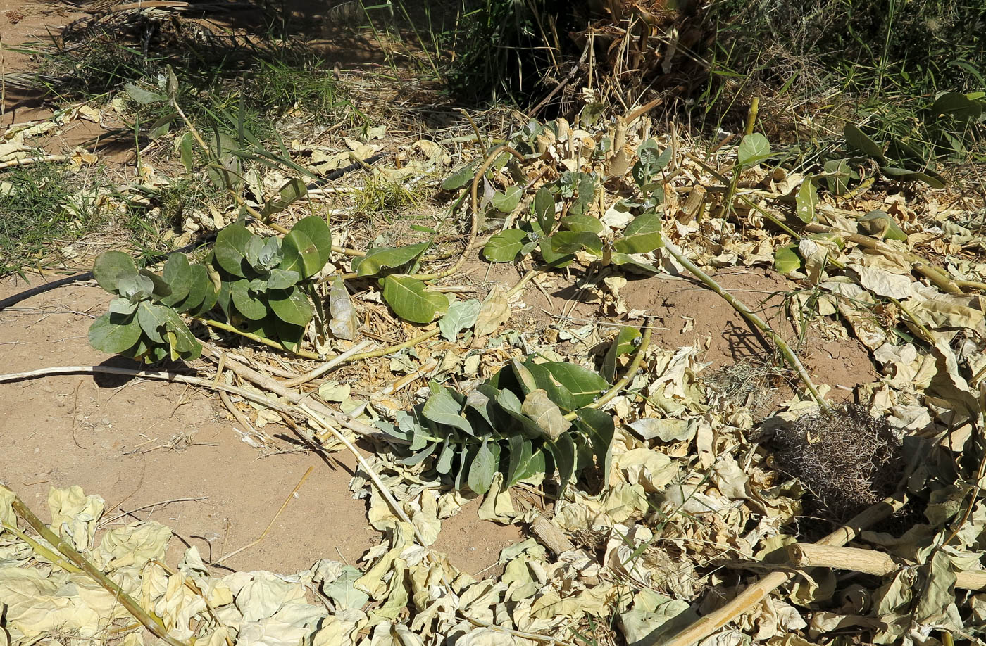 Image of Calotropis procera specimen.