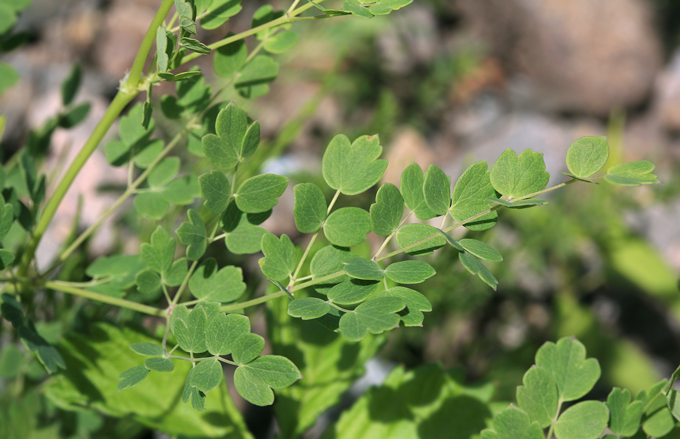 Image of Thalictrum squarrosum specimen.