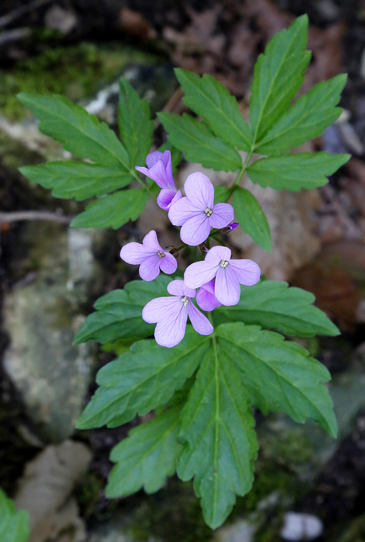 Изображение особи Cardamine quinquefolia.