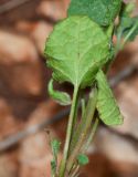 Convolvulus coelesyriacus