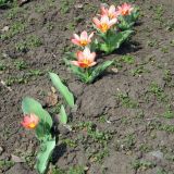 род Tulipa