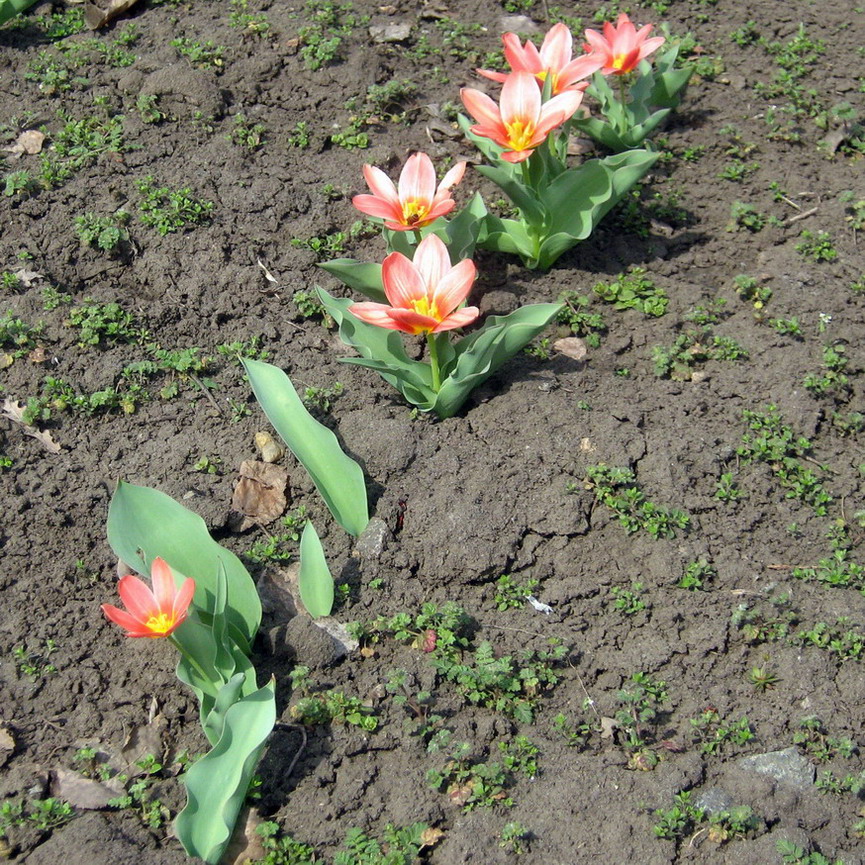 Image of genus Tulipa specimen.