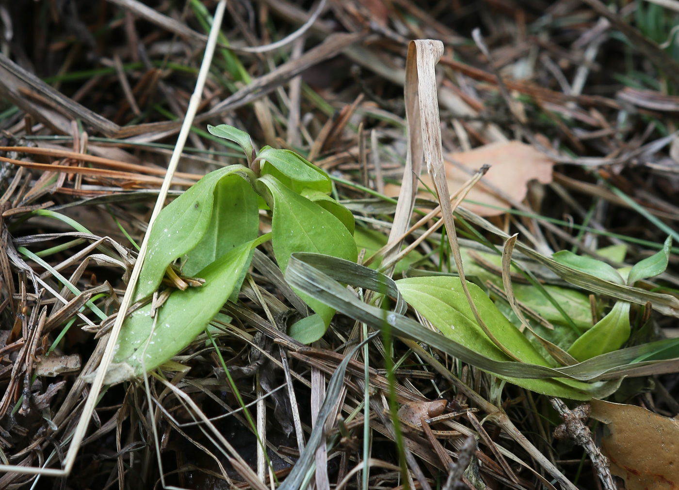 Изображение особи Saponaria officinalis.